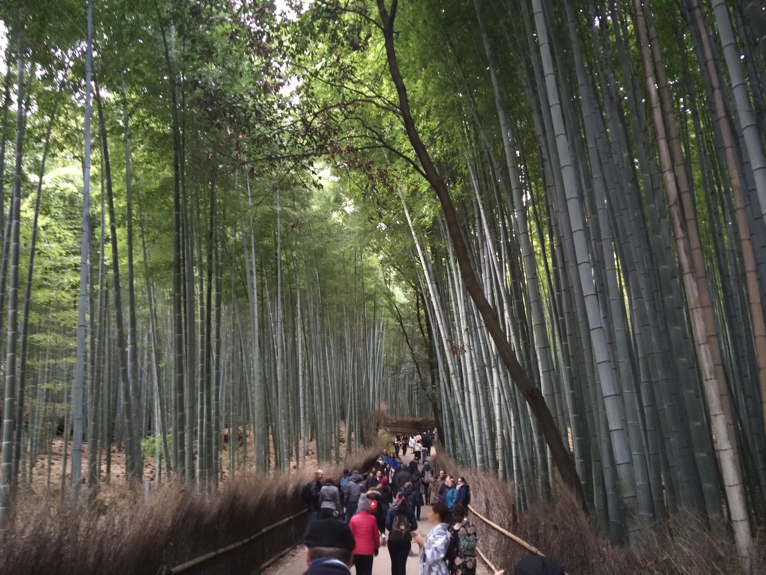 Arashiyama / 嵐山